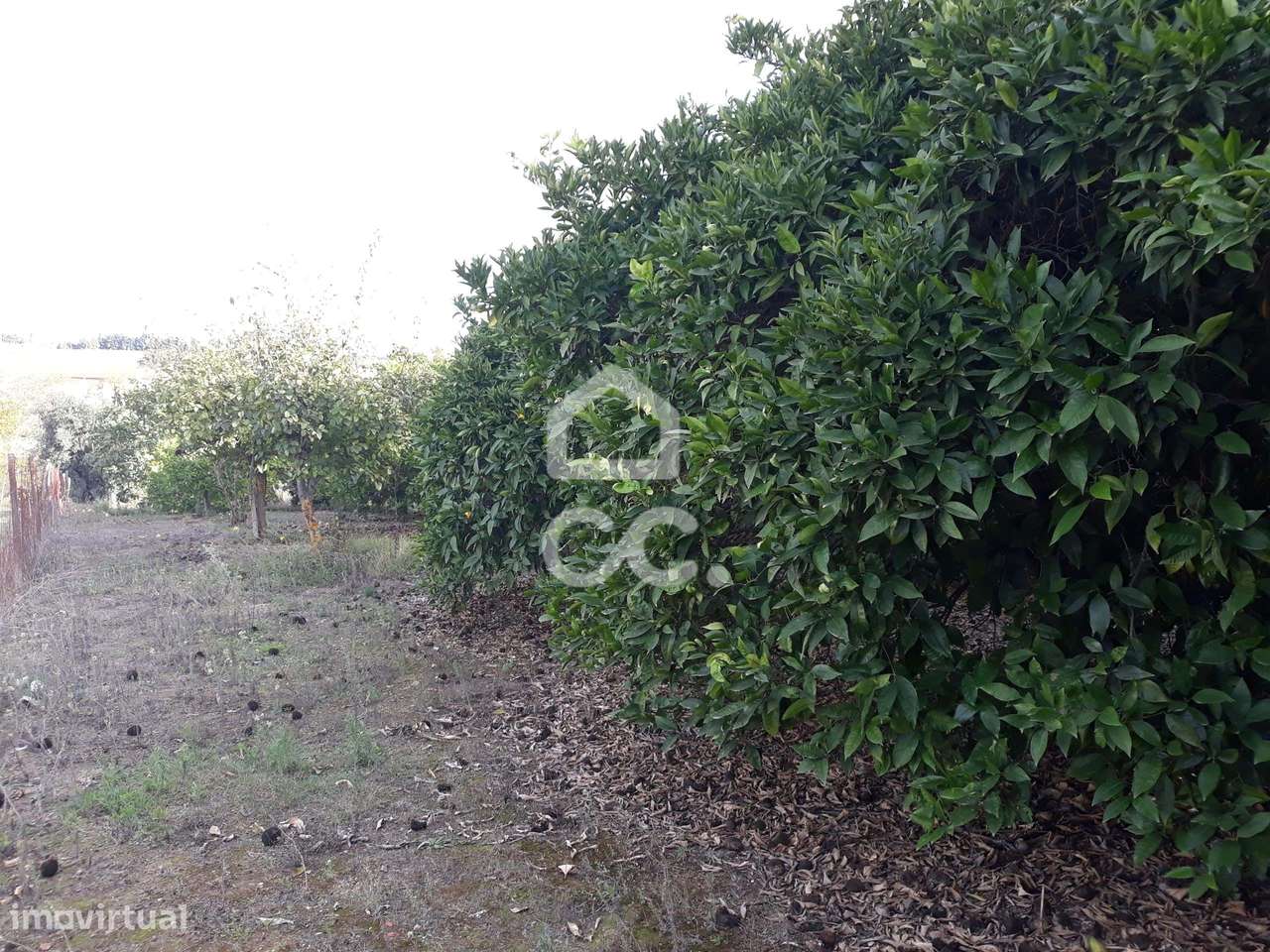 Quinta  em Beringel-29