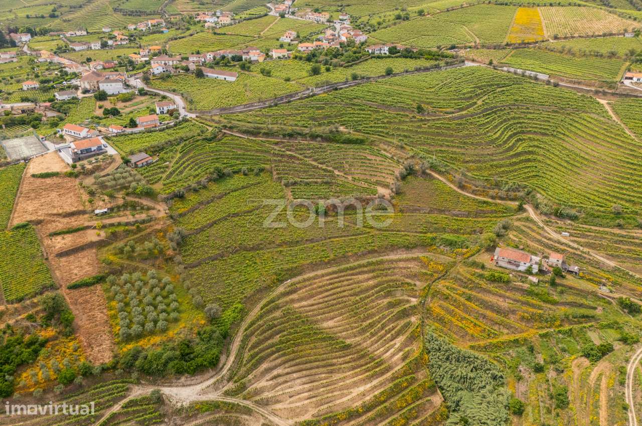 Terreno com Vinha de Benefício – 10.374 m² - Santa Marta de Penagui... - Grande imagem: 4/8