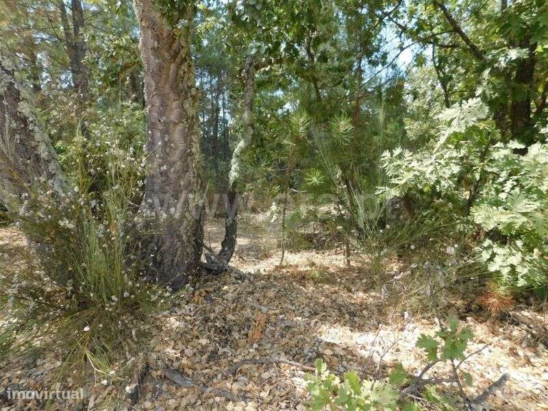 Terreno / Fundão, Quintãs - Grande imagem: 5/11