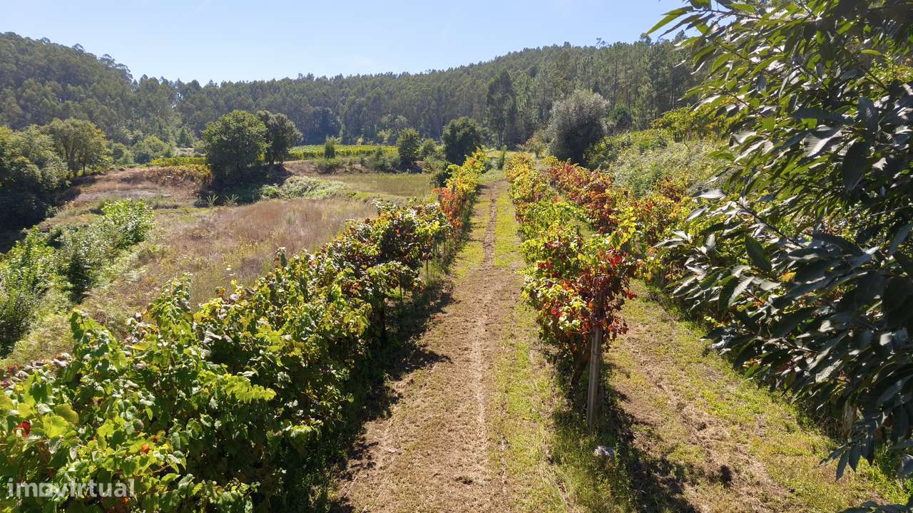 Terreno em Dornelas; Amares-2