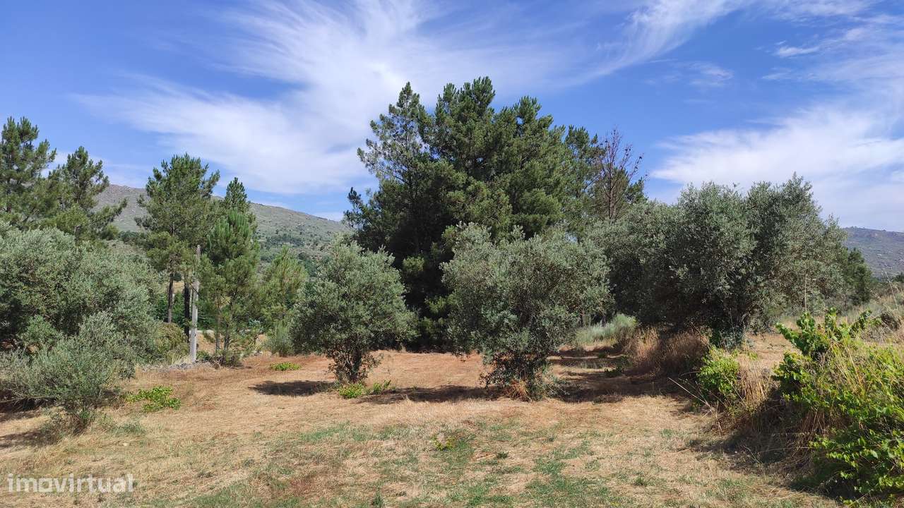 Quinta na Beira Alta (5 hectares) - Água Própria,  Excelentes Acessos - Grande imagem: 3/5