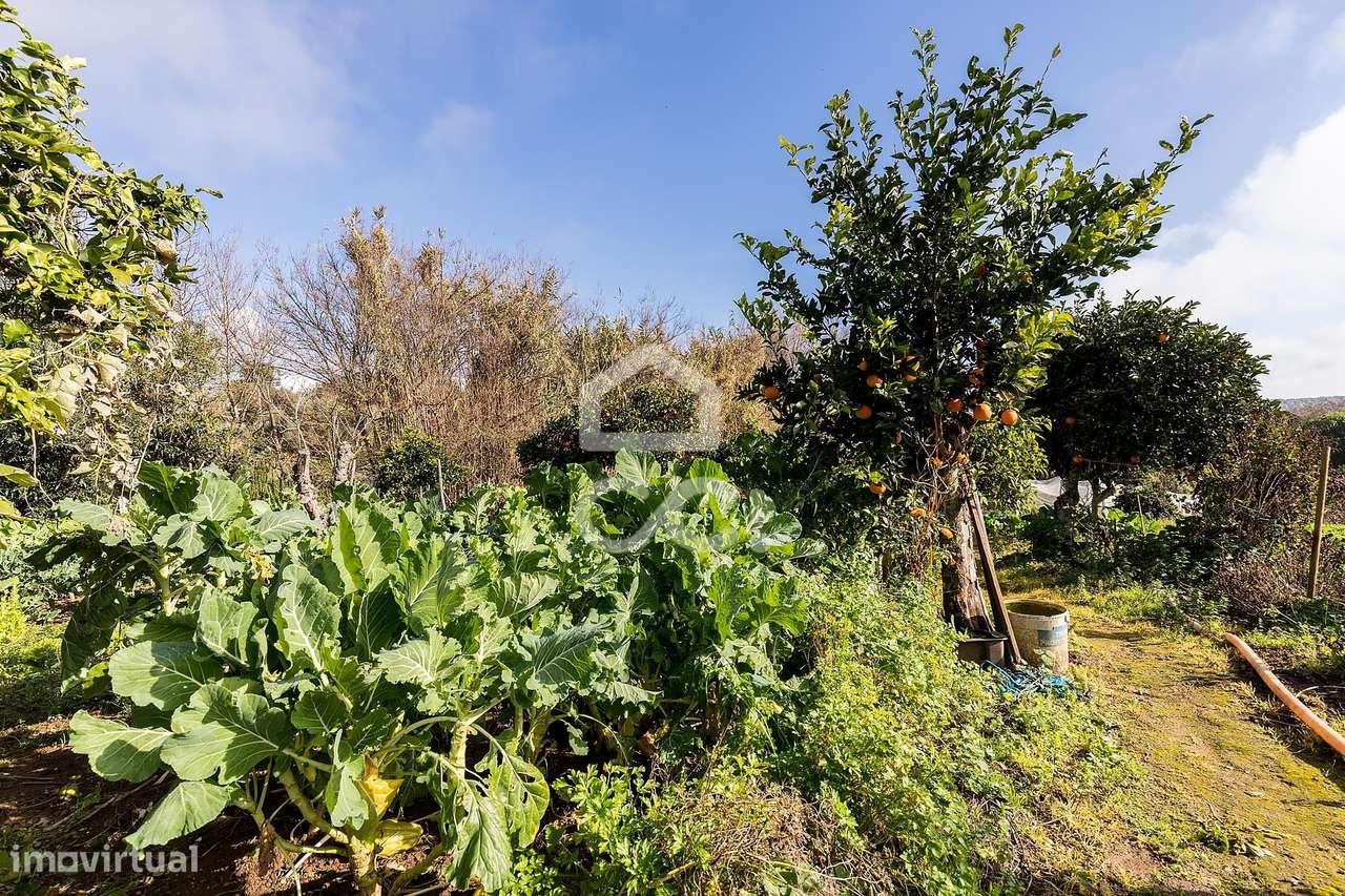 Quinta T5 de 0,9 ha com Moradias e Anexos | Torrão, Alcácer do Sal-47