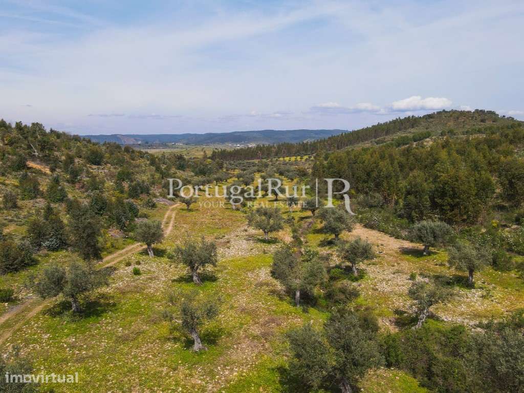 Herdade de 47,7ha com eucaliptal - Grande imagem: 5/32