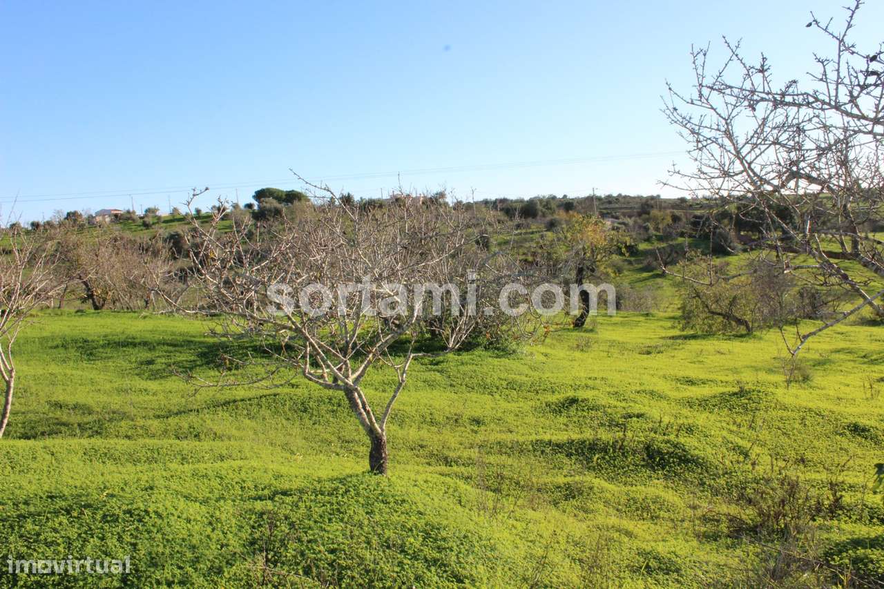 Terreno Rústico  Venda em Estômbar e Parchal,Lagoa (Algarve) - Grande imagem: 5/7