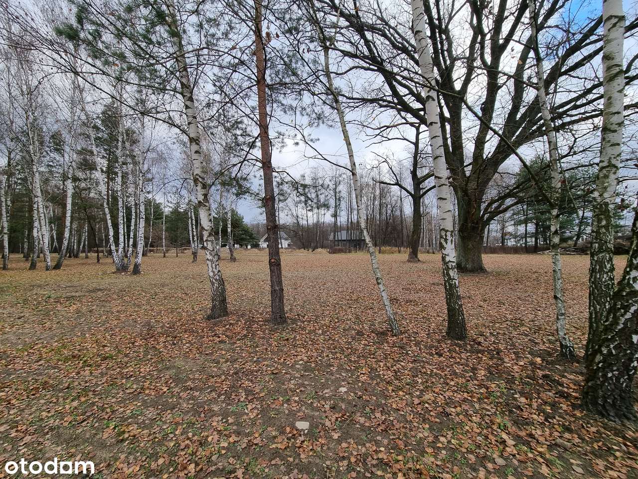 Zadrzewione działki budowlane z MPZP - zabudowa mieszkaniowa-4