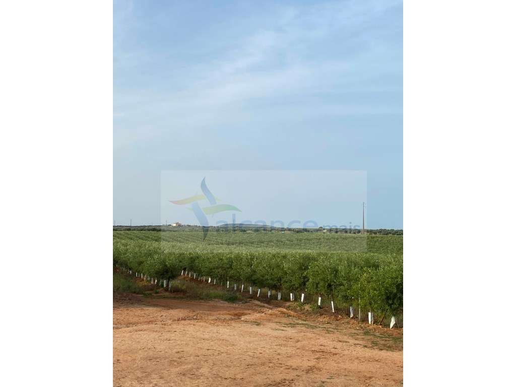 Venda de Sociedade Agrícola com Olival Superintensivo de Elevada Re...-14