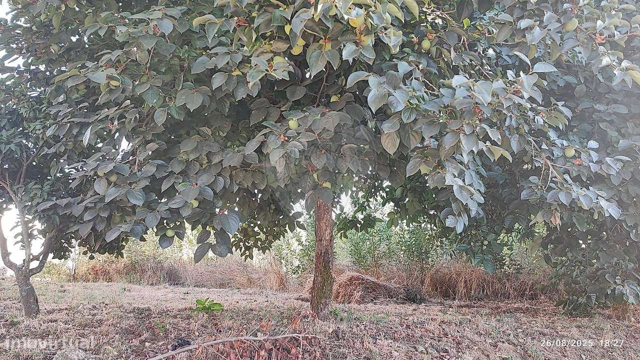 Terreno  para venda - Grande imagem: 5/5