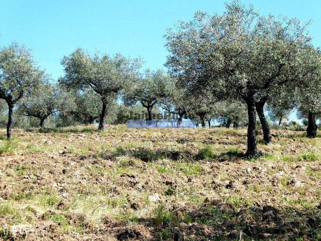 6,95 HA OLIVAL e CASA de CAMPO. Portugal, Barca dAlva, F. C. Rodrigo. - Grande imagem: 4/9