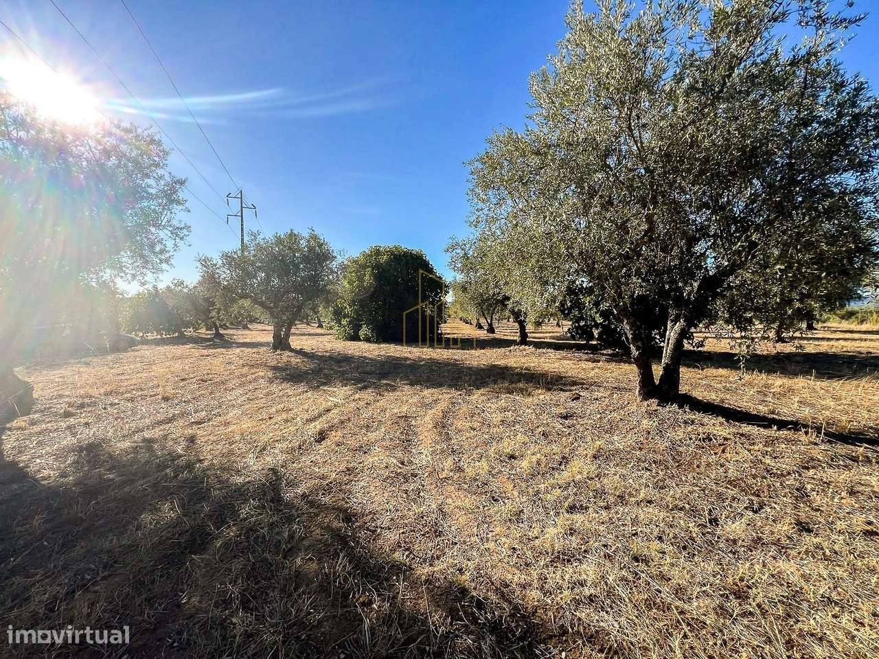 Terreno com ruína, 300 oliveiras e árvores de fruto – Estrada das V... - Grande imagem: 3/9