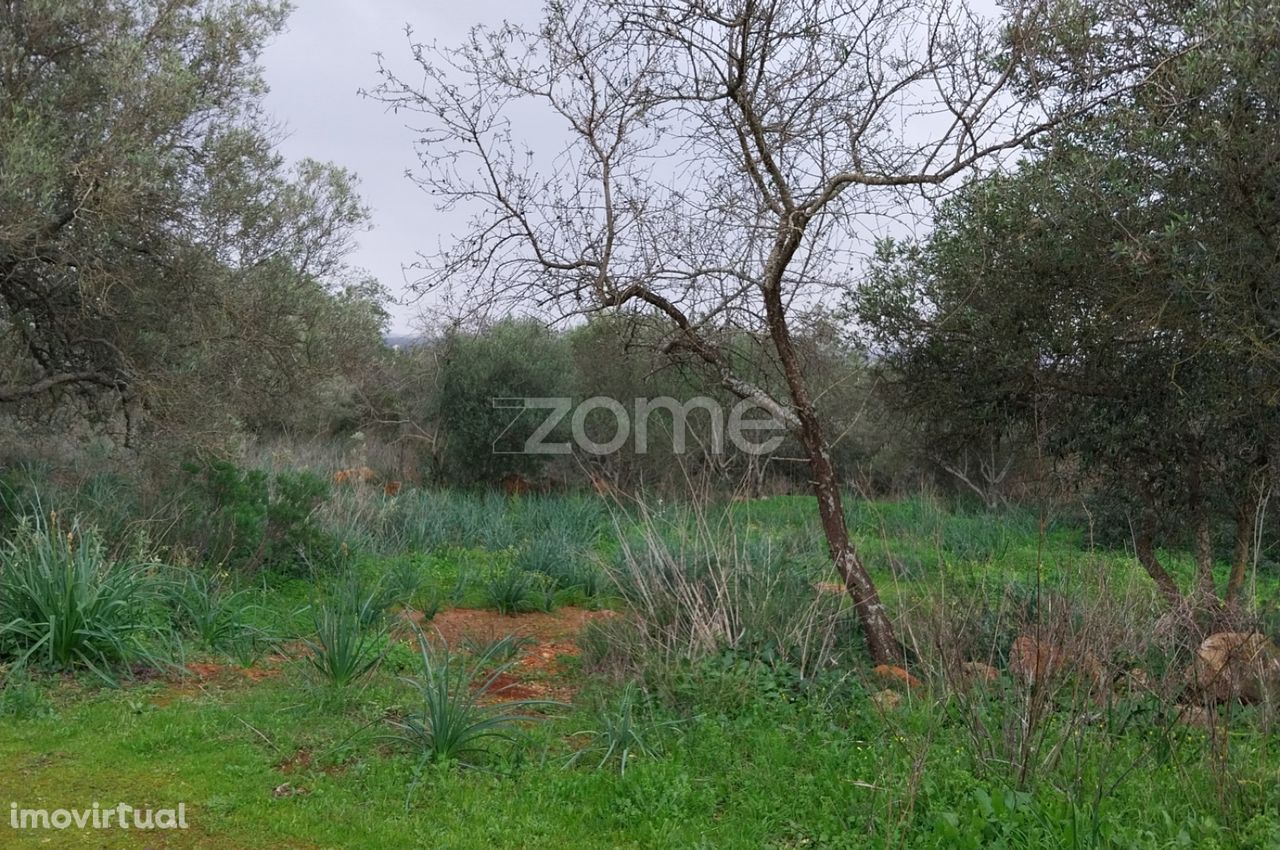 Terreno em Mogas/Chã, Messines, c/furo e 31.480m2 de terreno