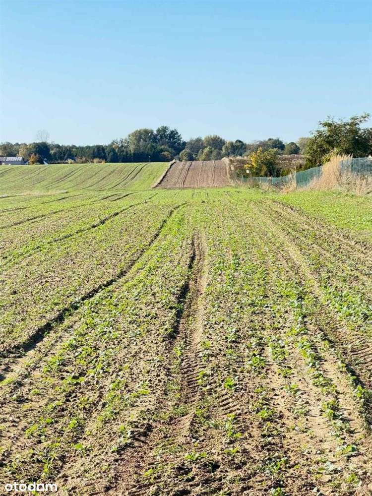 Duża działka spokojna okolica - Pełny obrazek: 5/8