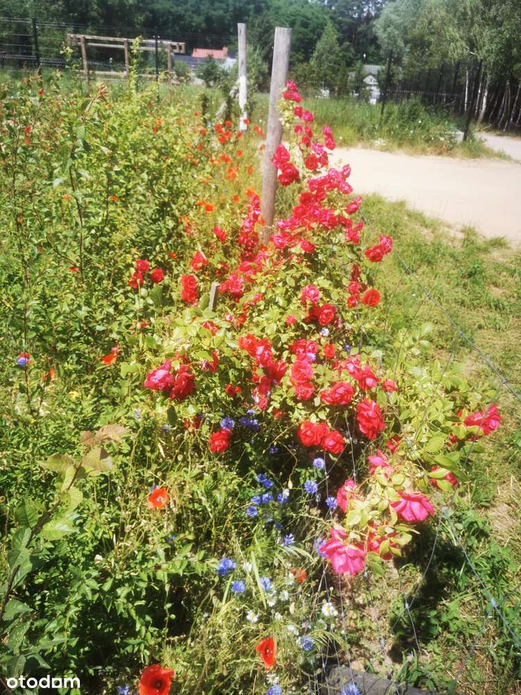 Działka z dostępem do jeziora i nasadzeniami - Pełny obrazek: 5/16