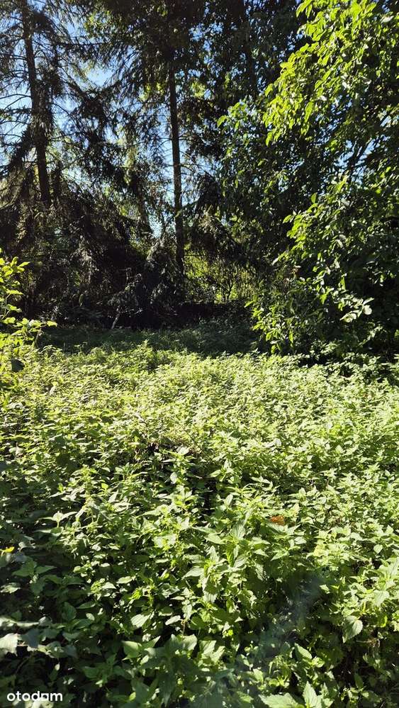 wybuduj domek nad jeziorem Strykowskim - Pełny obrazek: 5/7