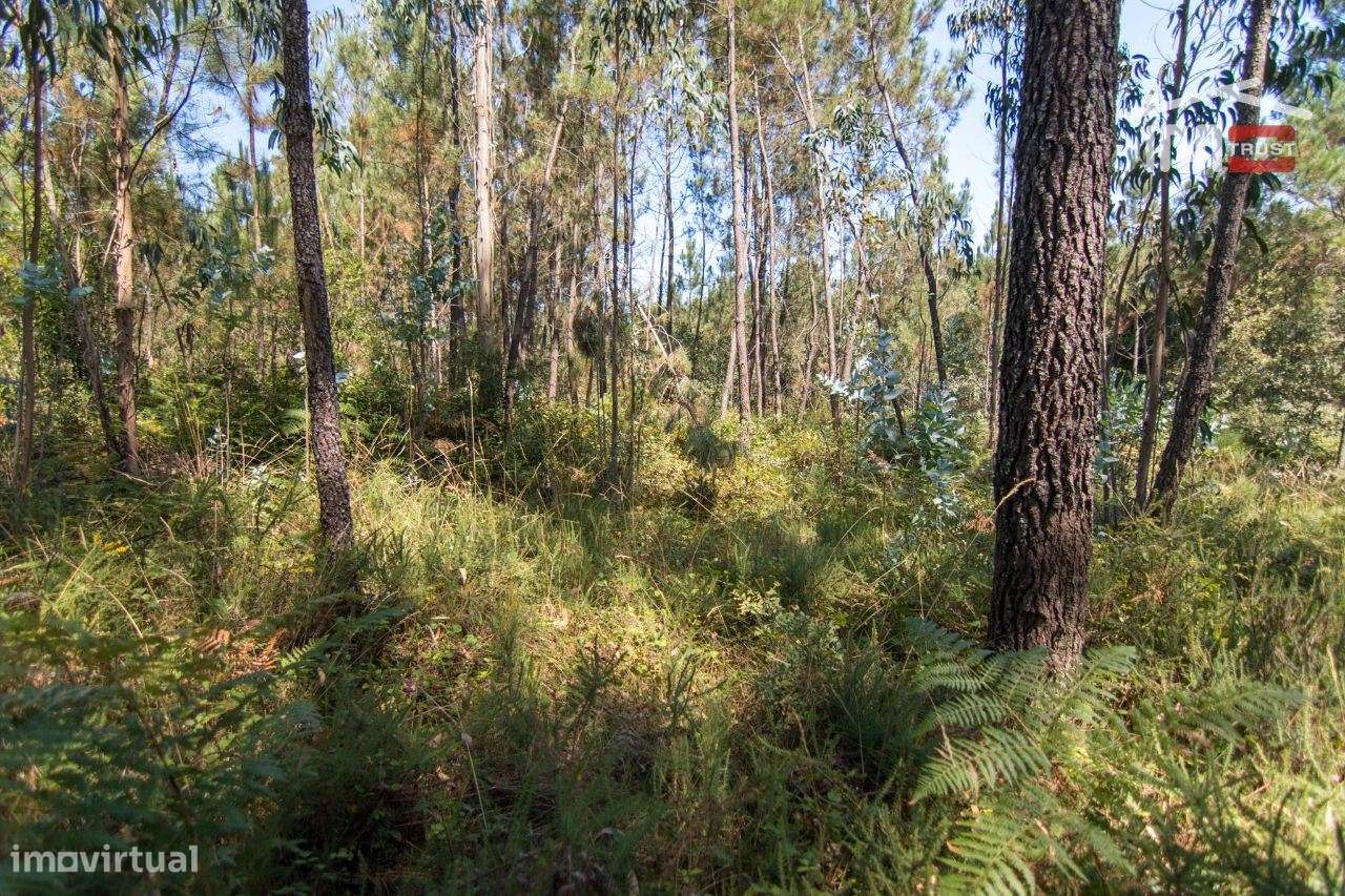 TERRENO RÚSTICO COM PINHAL, OLIVAL E TERRA DE CULTIVO - Grande imagem: 5/8