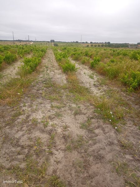 Terreno agrícola Pegões