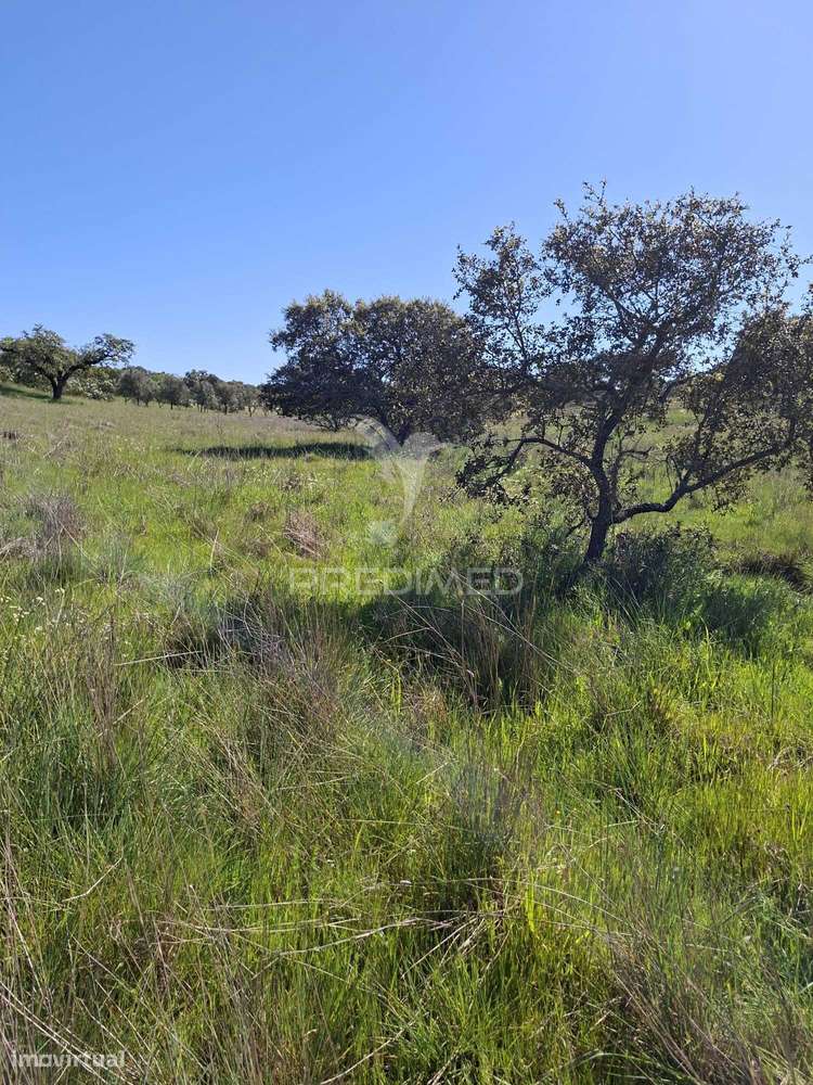 Terreno Rustico com 4,625 hectares - Grande imagem: 2/20