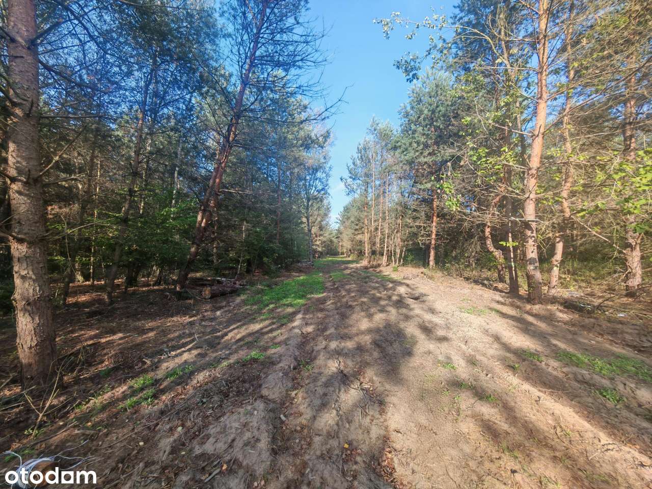 Bezpośrednio przy Puszczy Kampinoskiej-2