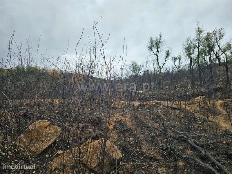 Terreno / Fundão, Telhado - Grande imagem: 4/12
