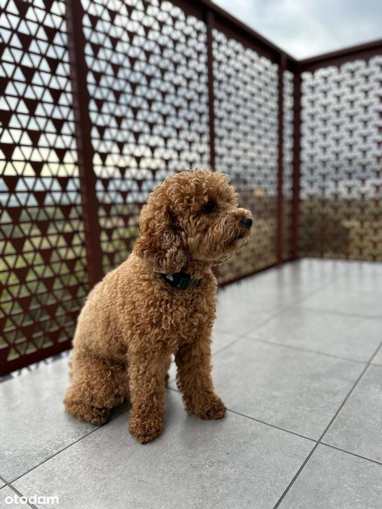 Nowe mieszkanie M11/B5  Rumia, ul. Dolna - odbiór 2025/2026 - Pełny obrazek: 3/19