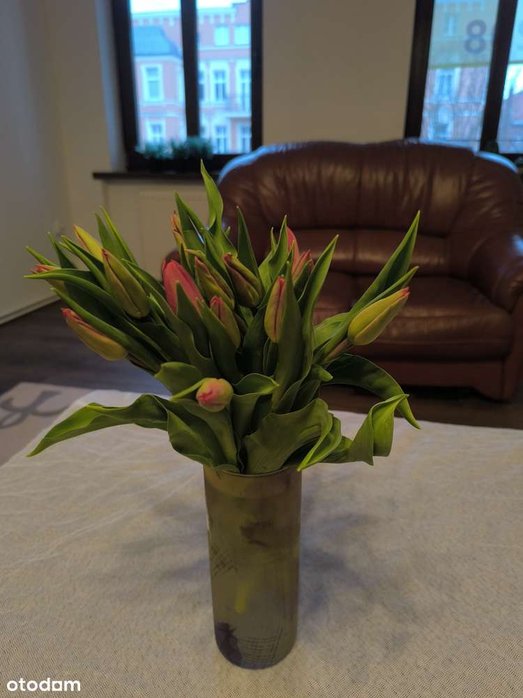 *NOWA CENA* Duże mieszkanie 117 m2, ul. Jagiellońska-1