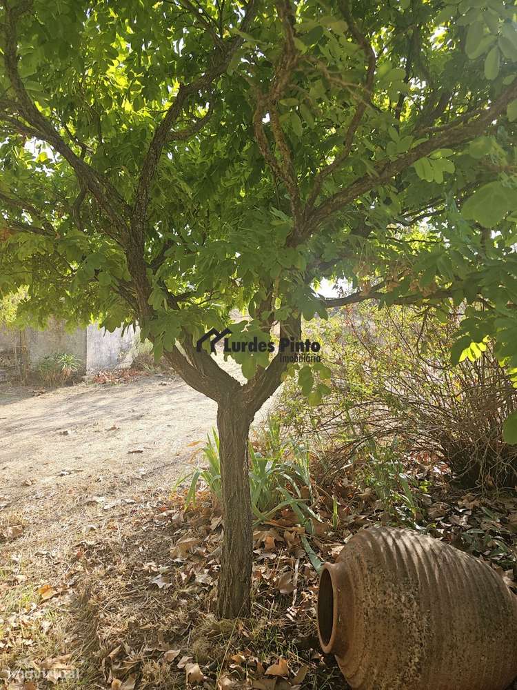 Quinta com moradia-13