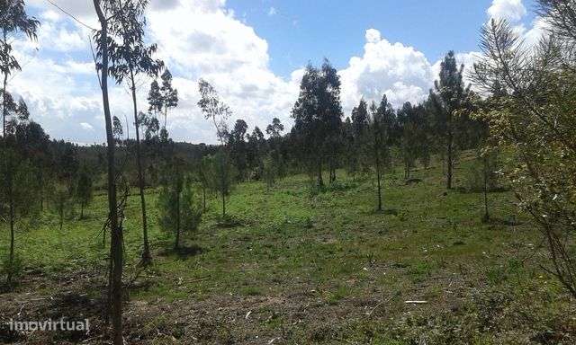 Terreno com 5000m2 em Ribeira do Fárrio, Camarões, Concelho de Ouré-8