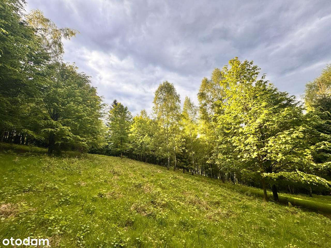 Porąbka 85ar z pozwol. na budynek roln/rekr Z DALA OD ZGIEŁKU ZAMIANA-2