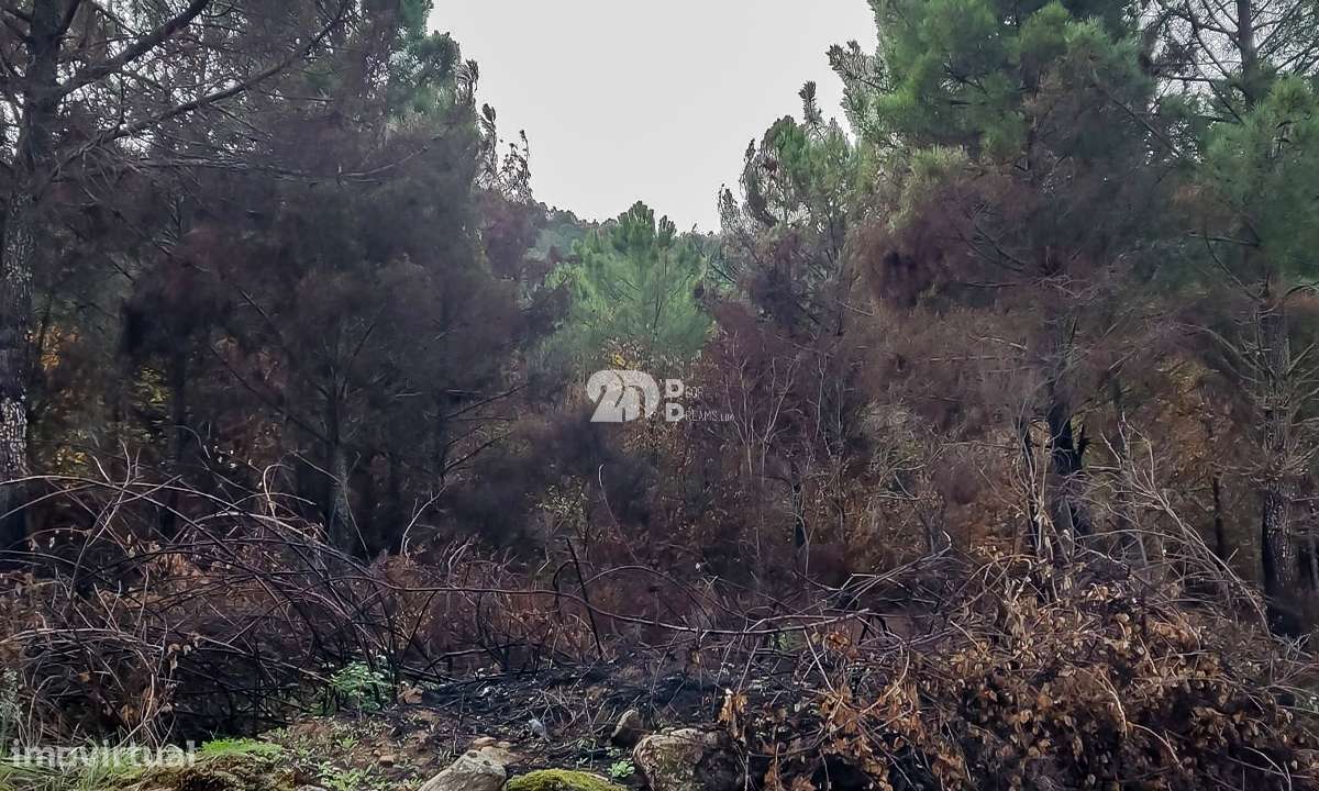 Terreno 8835m² - Távora-9