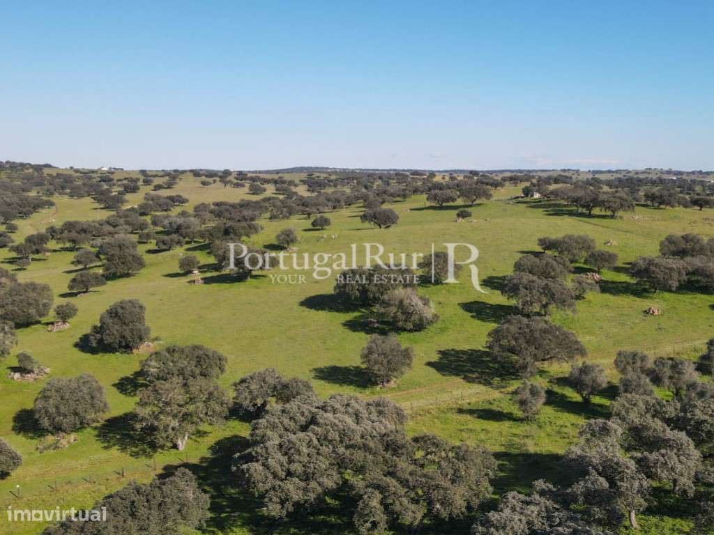 Herdade de 18 hectares perto de Estremoz-29