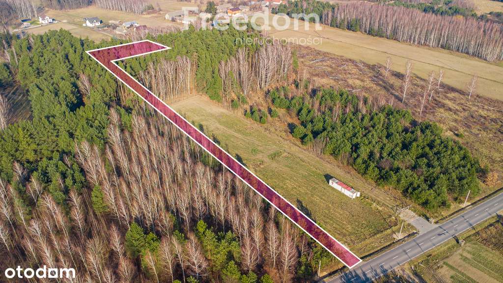 Działka w lesie w Grzegorzewicach - Pełny obrazek: 4/20