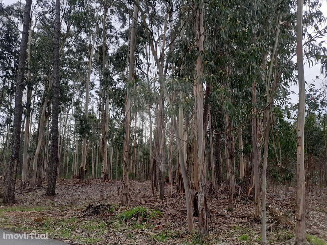 Terreno  para venda