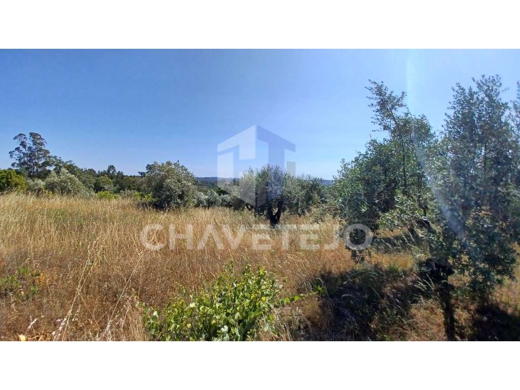 Terreno para construção com 976 m2, a 7km da Cidade de Tomar. - Grande imagem: 5/10