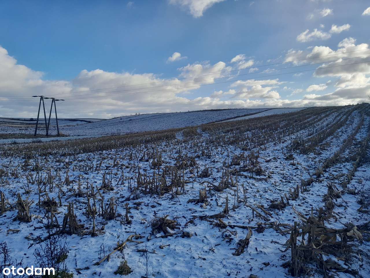 Działka rolna 1,6 ha w spokojnej okolicy - Pełny obrazek: 2/2