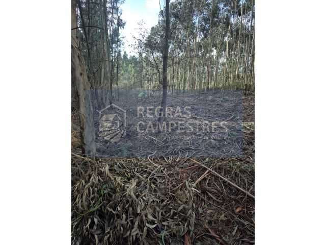 TERRENO RÚSTICO C/ VIABILIDADE DE CONSTRUÇÃO INDUSTRIAL - Grande imagem: 4/4