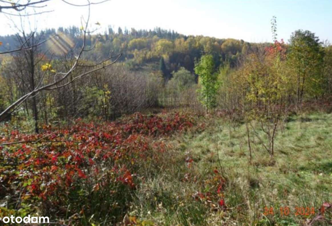 Działka w Kudowie-Zdroju-0