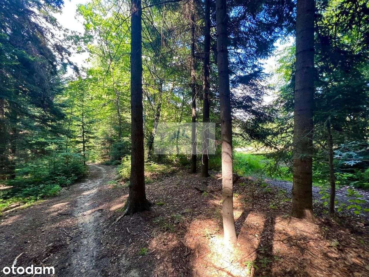 Działka leśna na Zarabiu - Pełny obrazek: 5/6