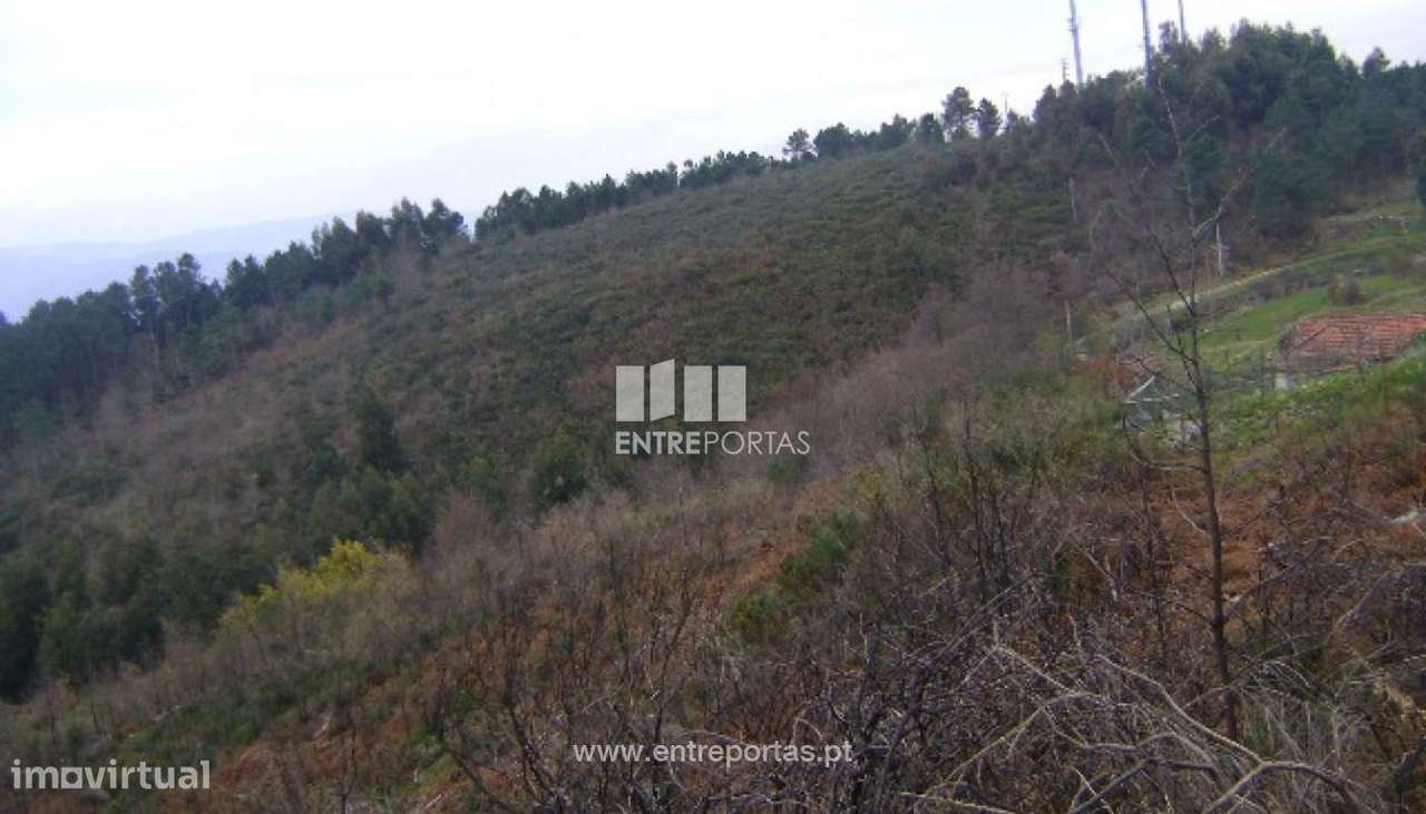 Venda Terreno, Campelo, Baião - Grande imagem: 5/5