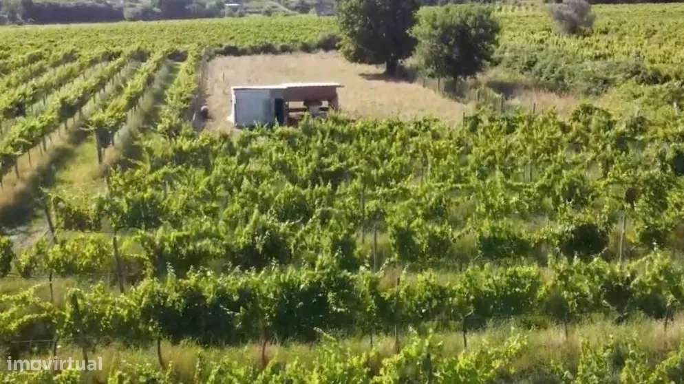 QUINTA EM MONÇÃO COM PRODUÇÃO DE VINHO ALVARINHO - Grande imagem: 3/10