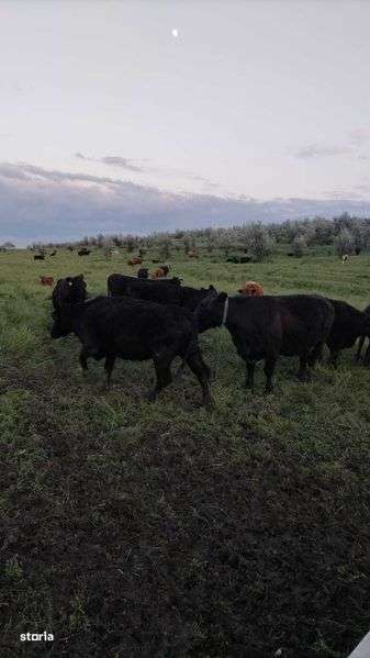 Vand 62ha teren RACHITI ,BOTOSANI ferma 400m TOTAL 260000euro - Imagine principală: 4/8