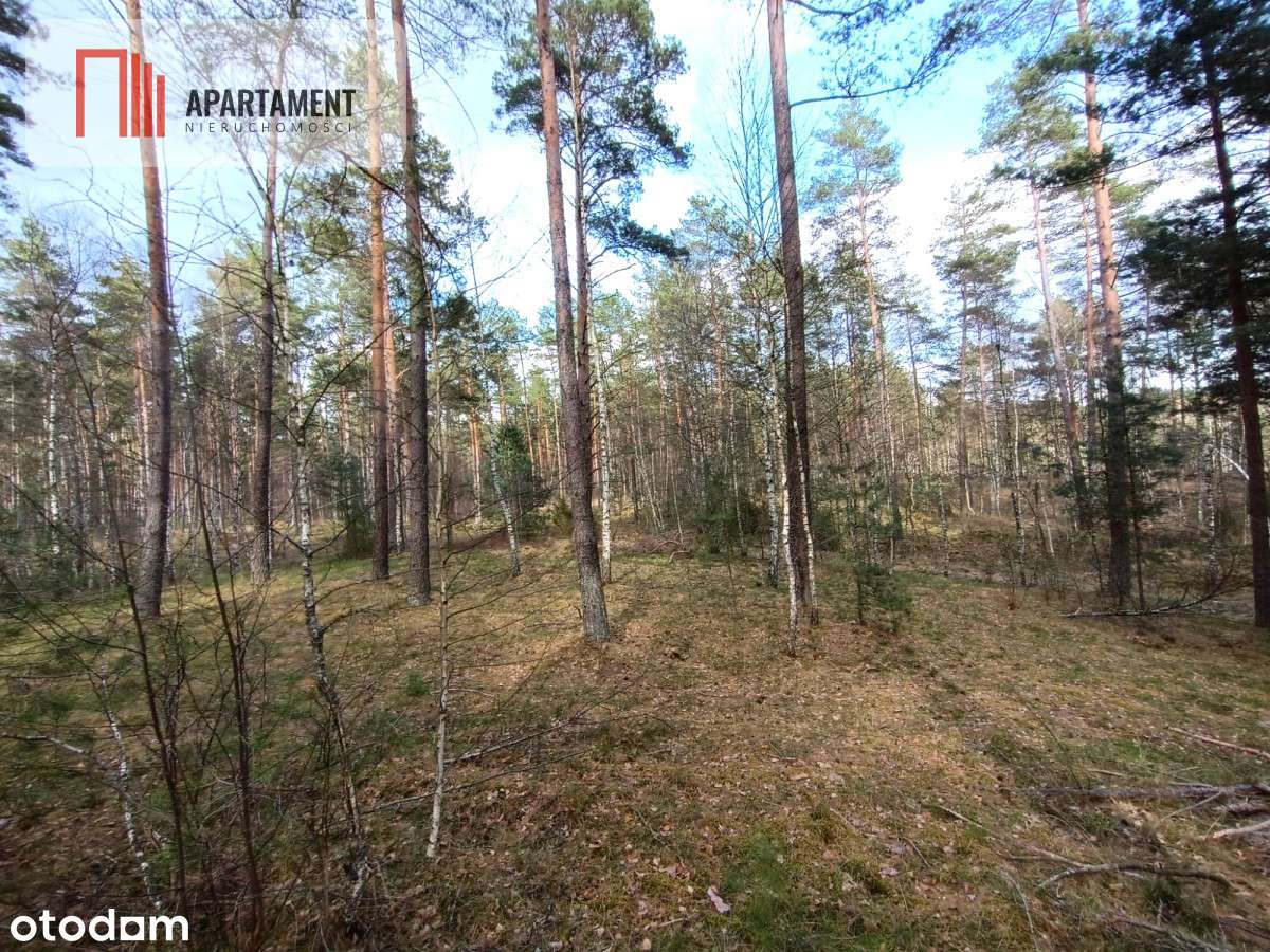 Tylko u nas! Las z brzozami, sosnami i stawem. - Pełny obrazek: 4/7