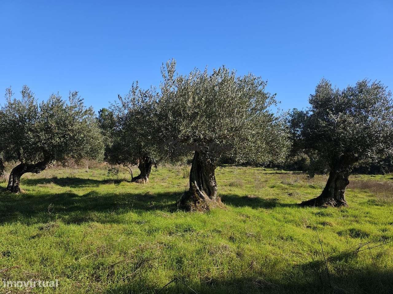 Quinta com olival e arrecadação - Grande imagem: 1/20