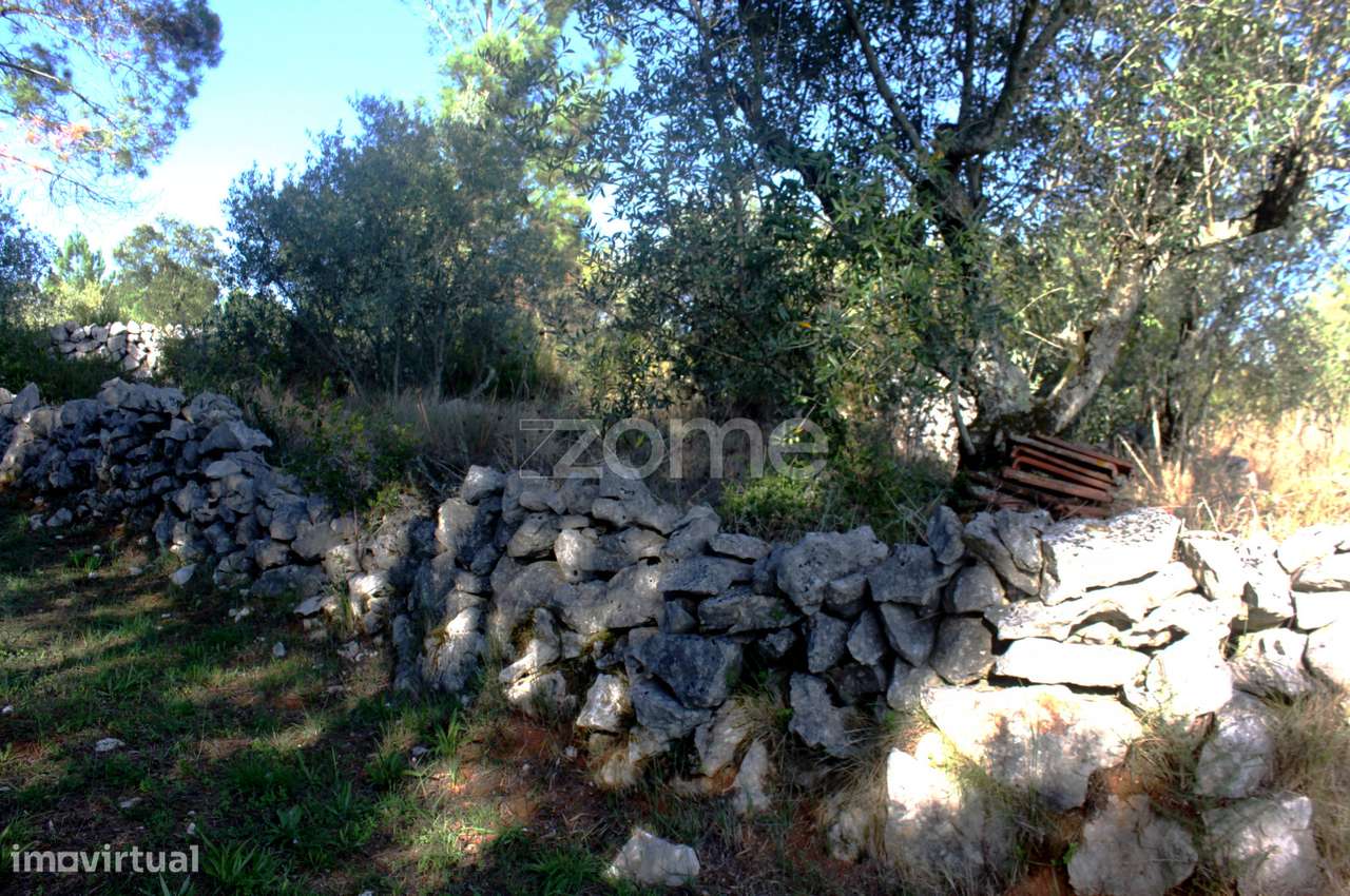 Terrenos Murados ( Cerrados ) em Mira de Aire - Grande imagem: 5/23
