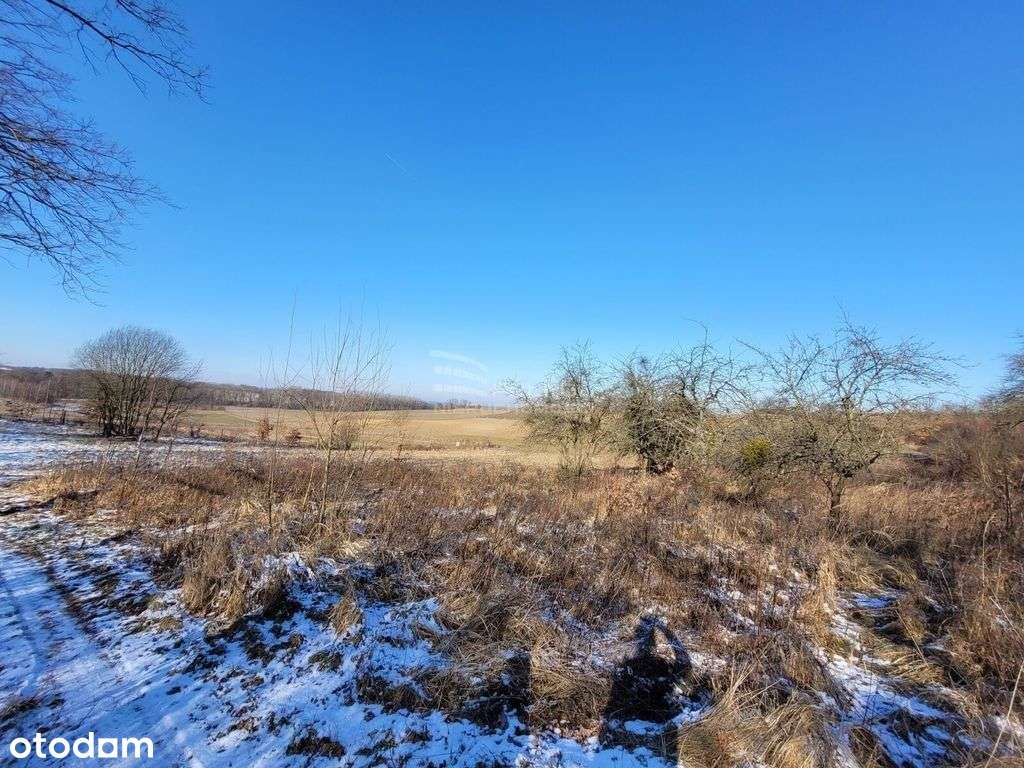 Działka 55 arów z W-Z / Cielętniki - Pełny obrazek: 2/12