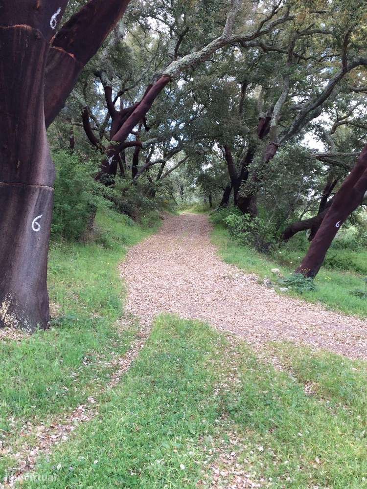 Herdade para Reconstrução em Azenha de Baixo 40 Hectares-6