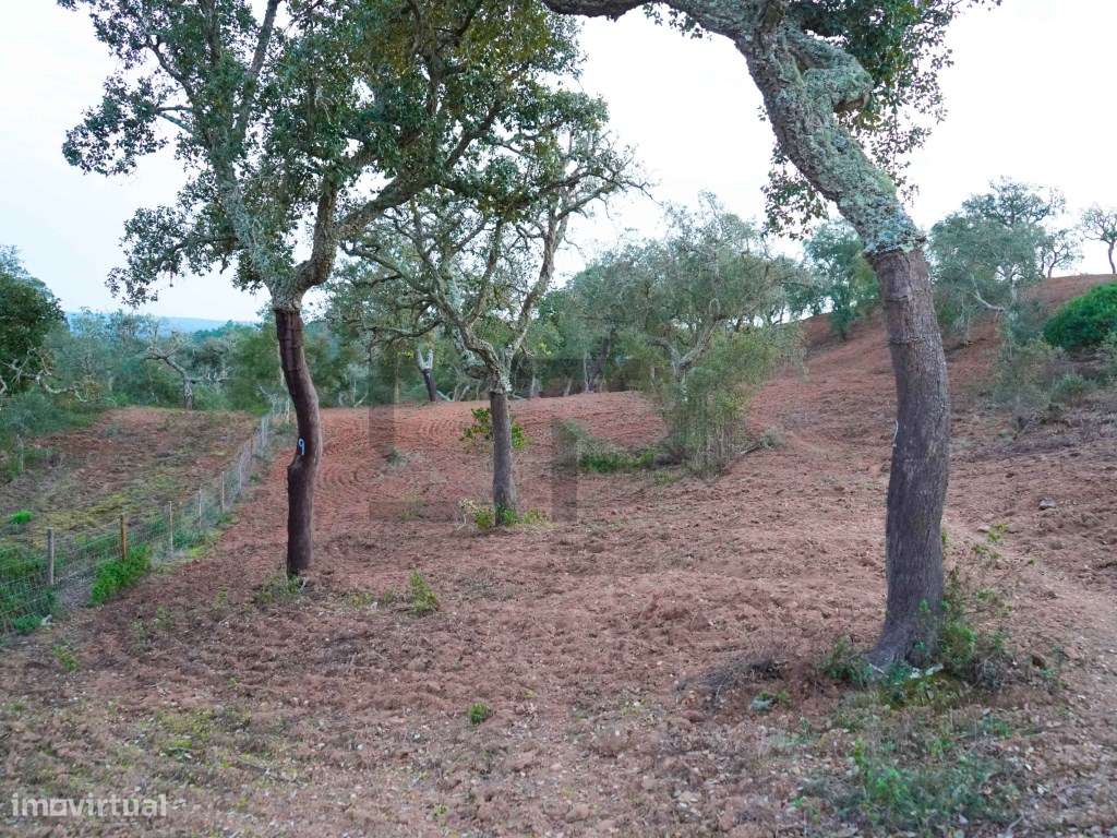 Terreno para Venda com 34 Hectares com Ruina na Serra de Grândola /...-19