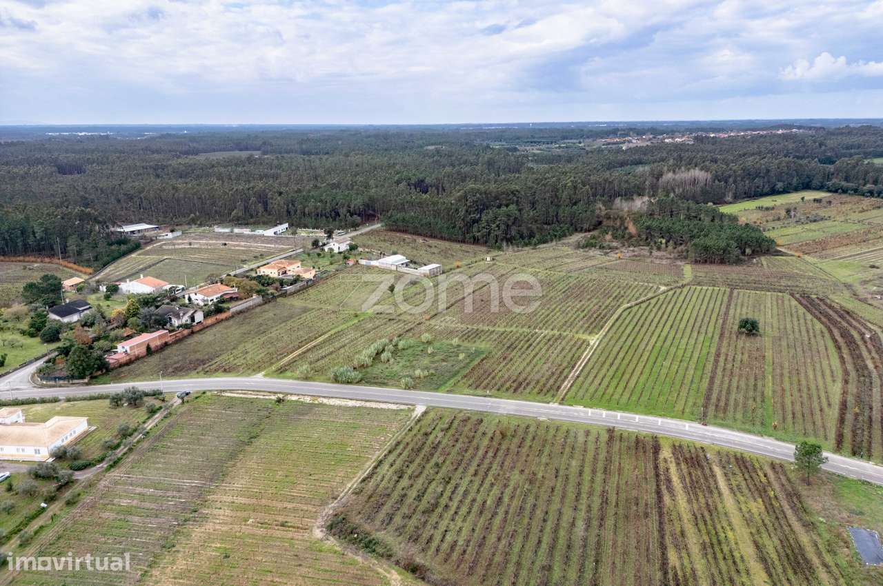 Vinha com 22.000 m2 em Póvoa do Bispo | Cantanhede - Grande imagem: 2/15
