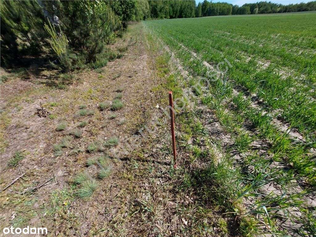 Dogodne Wymiary, Media, Magiczny Widok.-5