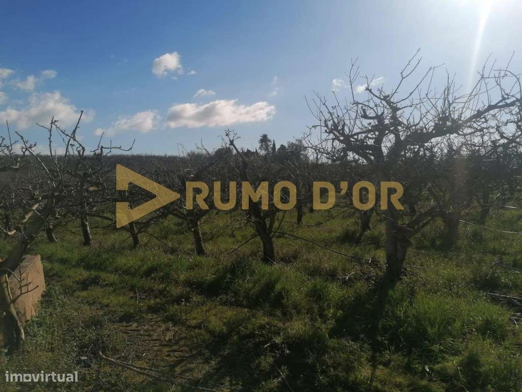 Quinta/ Herdade no Arnerio Merceana - Grande imagem: 4/13