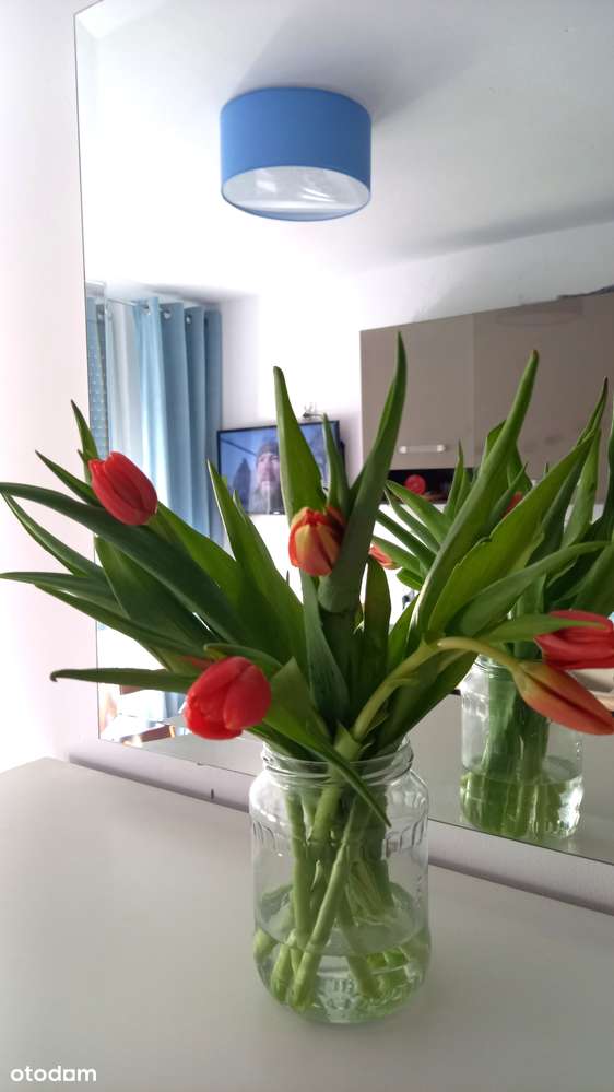 Kawalerka bezpośrednio - Pełny obrazek: 2/6