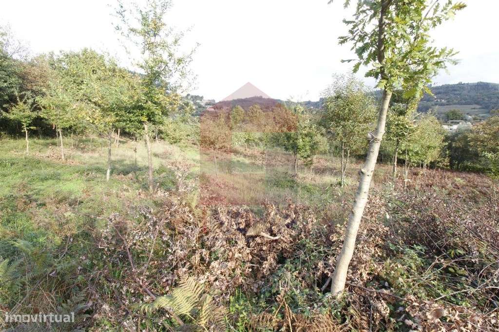 Terreno agrícola, Godinhaços - Grande imagem: 4/11